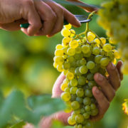 Grape Cultivation in Indoa