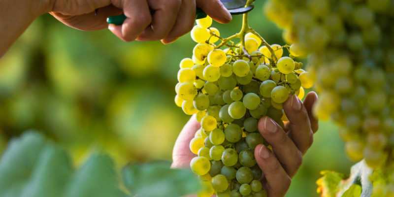 Grape Cultivation in Indoa