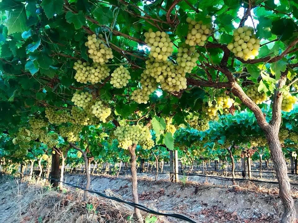 Grape Cultivation