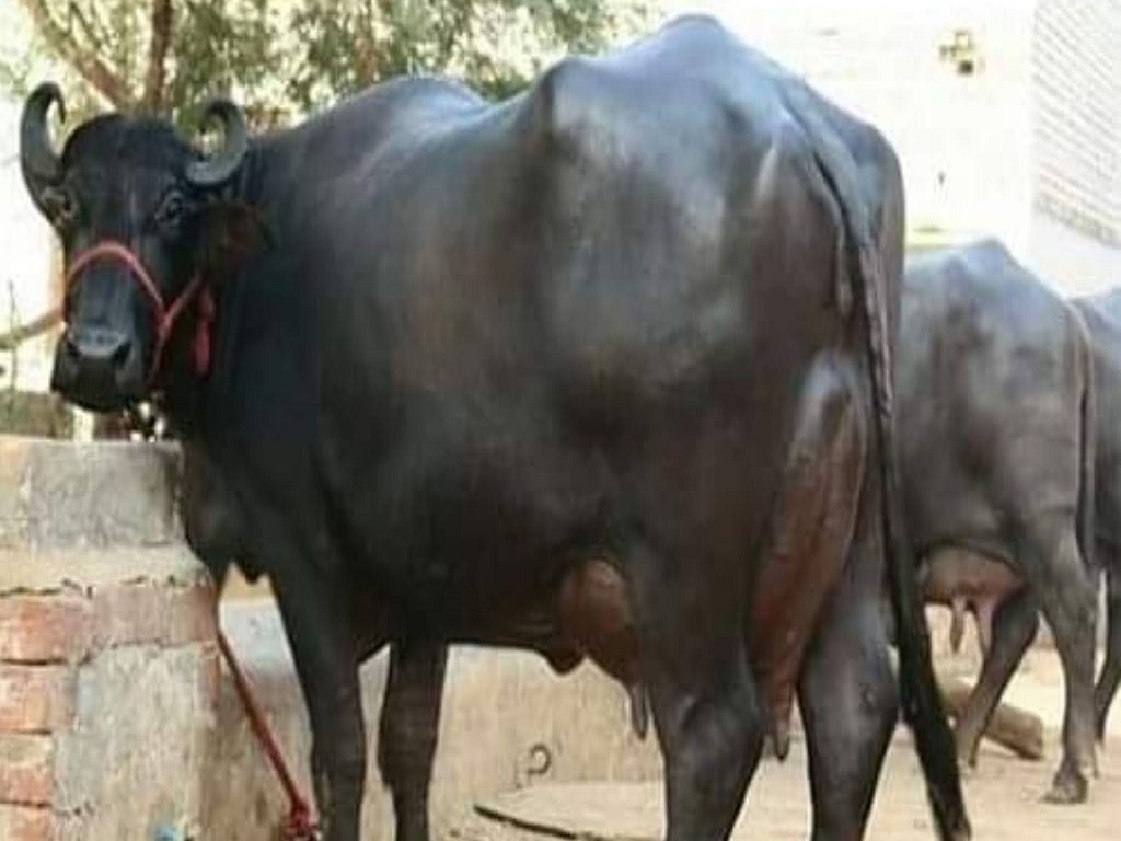 Silent Heat Detection in Buffaloes