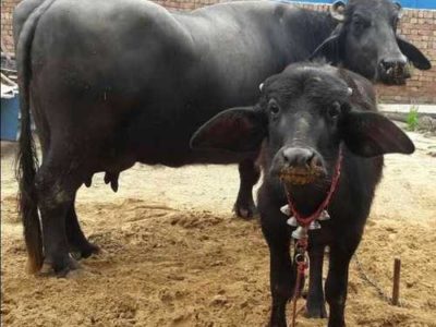 Heat Detection in Dairy Buffaloes
