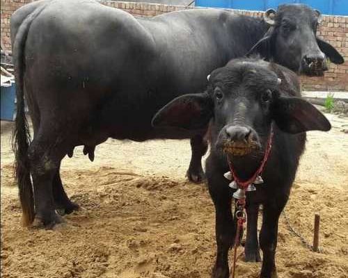 Heat Detection in Dairy Buffaloes