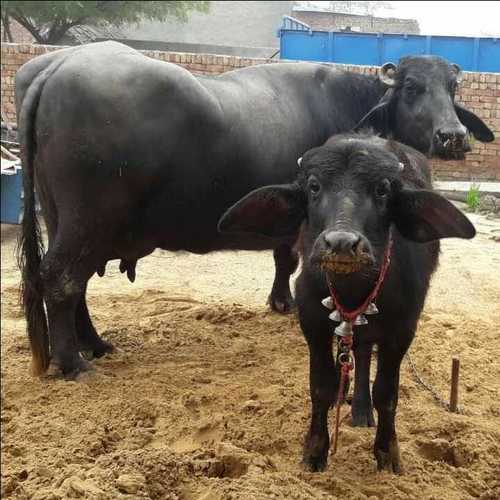 Heat Detection in Dairy Buffaloes