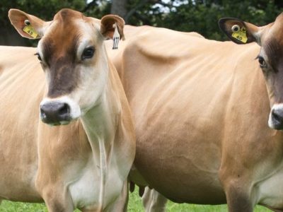 Heat Detection in Dairy Buffaloes