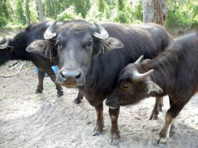High Lactating Buffaloes