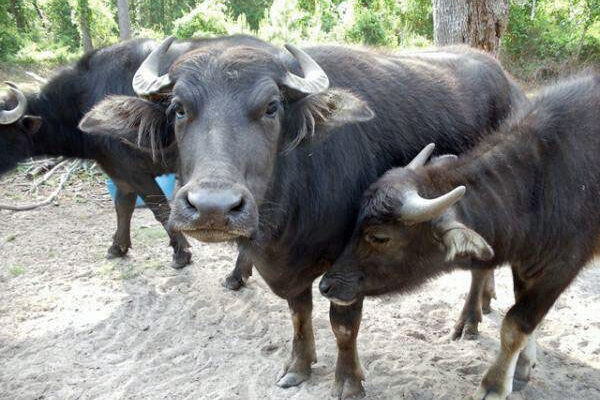 High Lactating Buffaloes