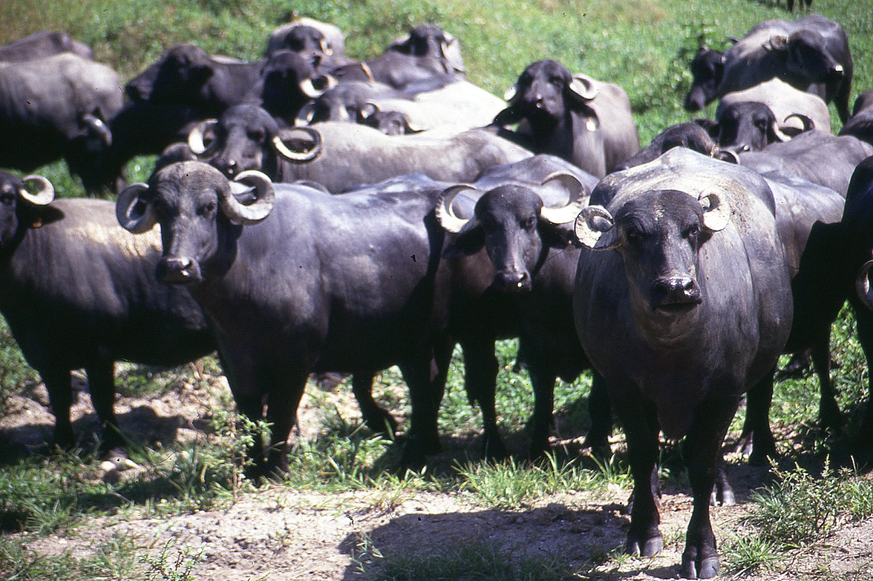 High Lactating Buffaloe Breeds