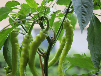 Chilli Varieties