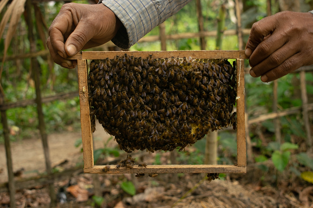 Beekeeping