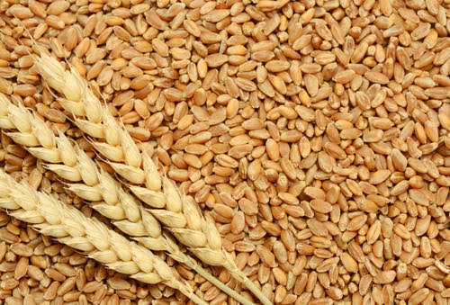 Importance of Food Grain Crops