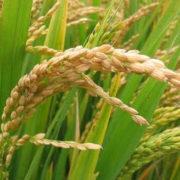 Food Grain Crops