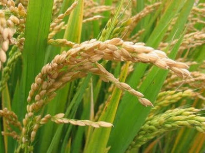 Food Grain Crops