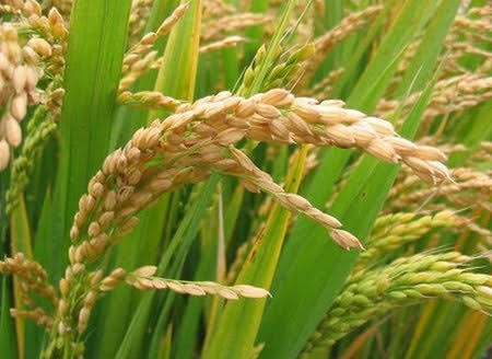 Food Grain Crops