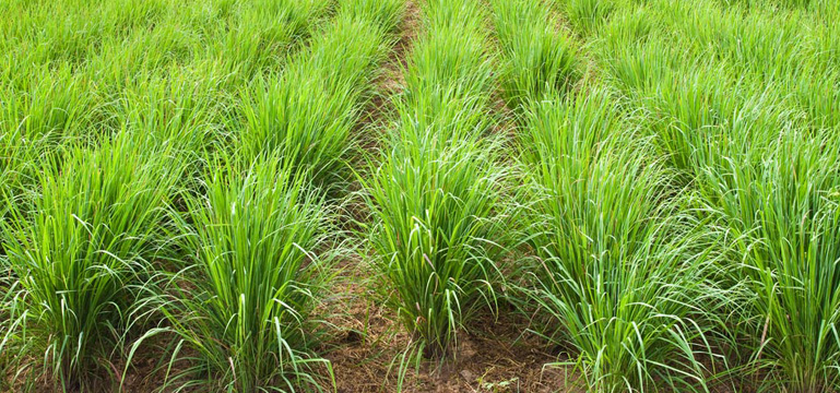 Lemongrass Cultivation