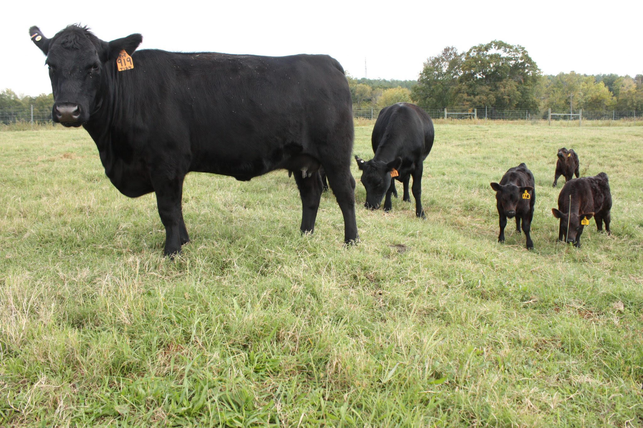 Leptospirosis Symptoms in Cattle