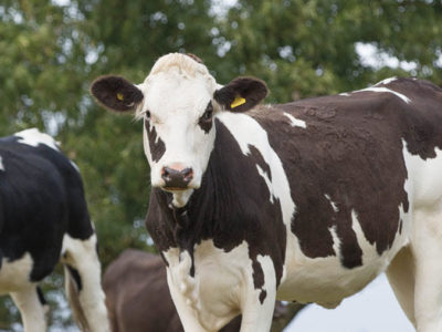 Leptospirosis Symptoms