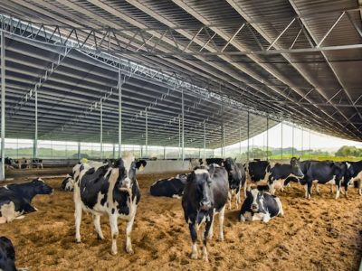 Livestock Management