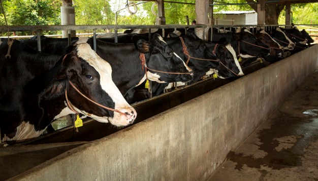 Livestock Housing