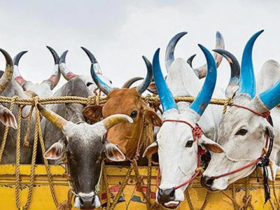 Livestock Transport Methods