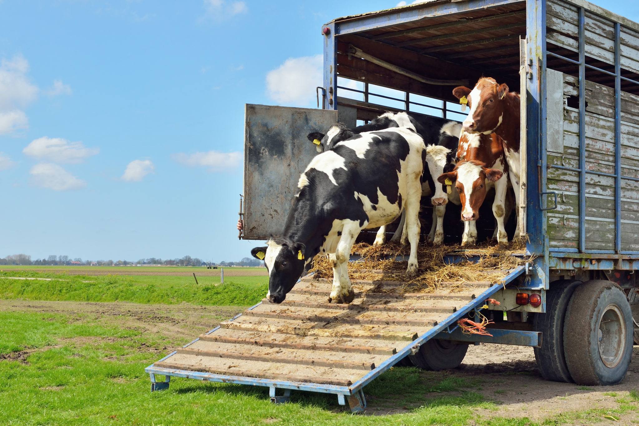 Livestock Transport 