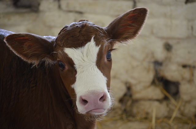 Lung Plague Disease in Cows