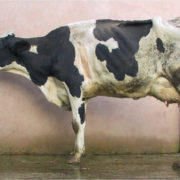 Cow Lung Plague Disease