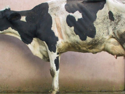 Cow Lung Plague Disease