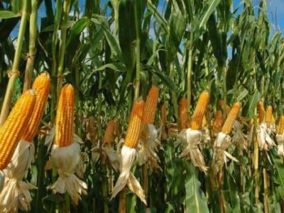 Maize Cultivation in India