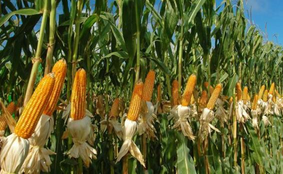 Maize Cultivation in India