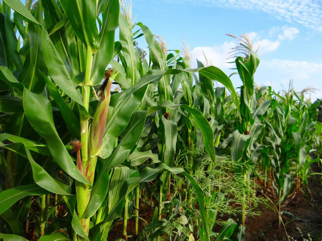 Maize Cultivation