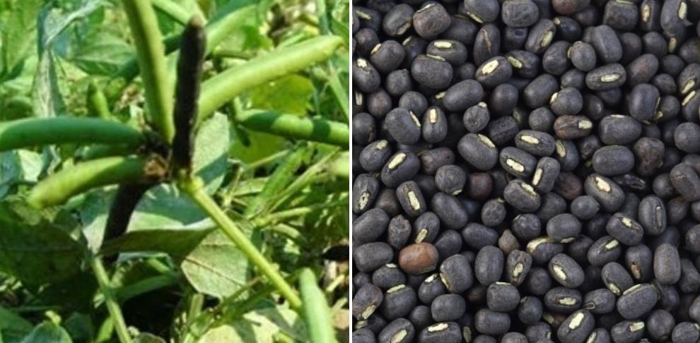 Management Of Green Gram And Black Gram 