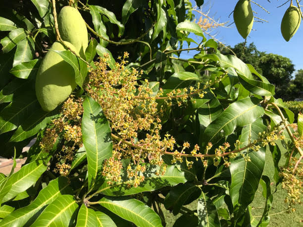 Flowering and fruit of Mangifera indica or Mango tree