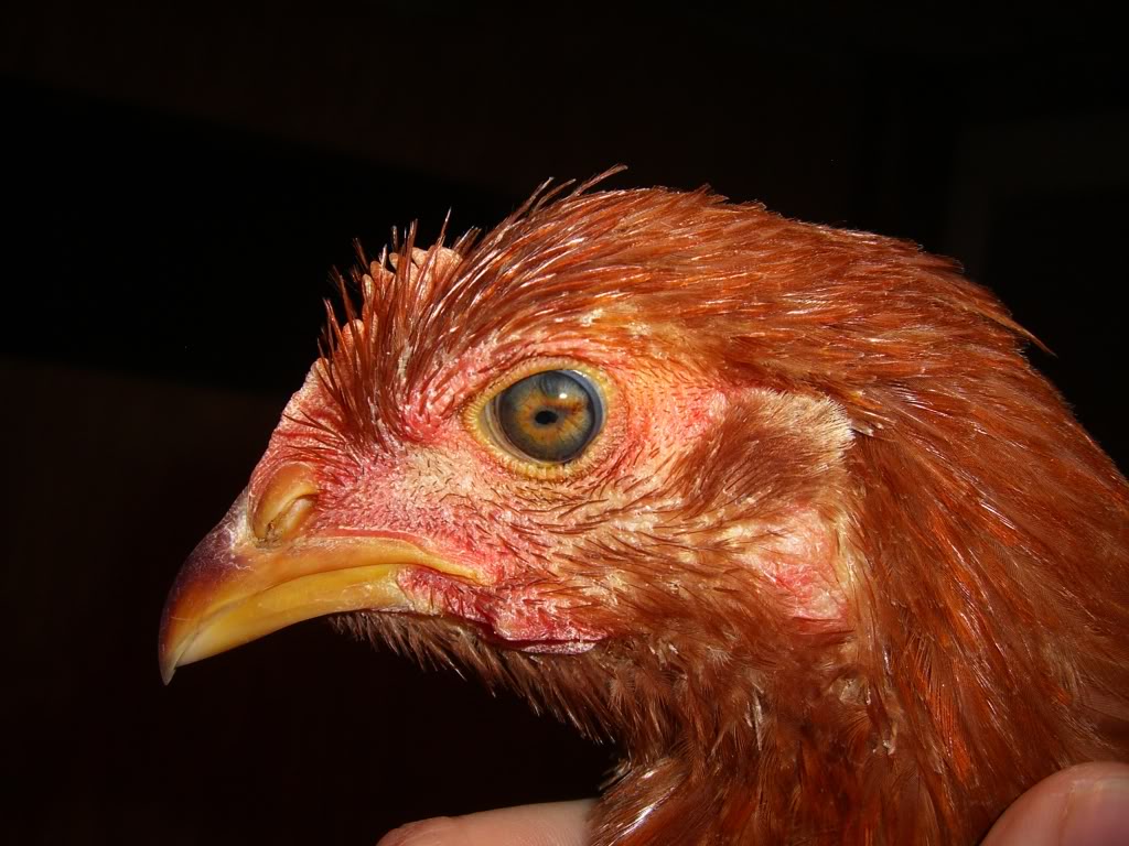 Marek's Disease in Poultry