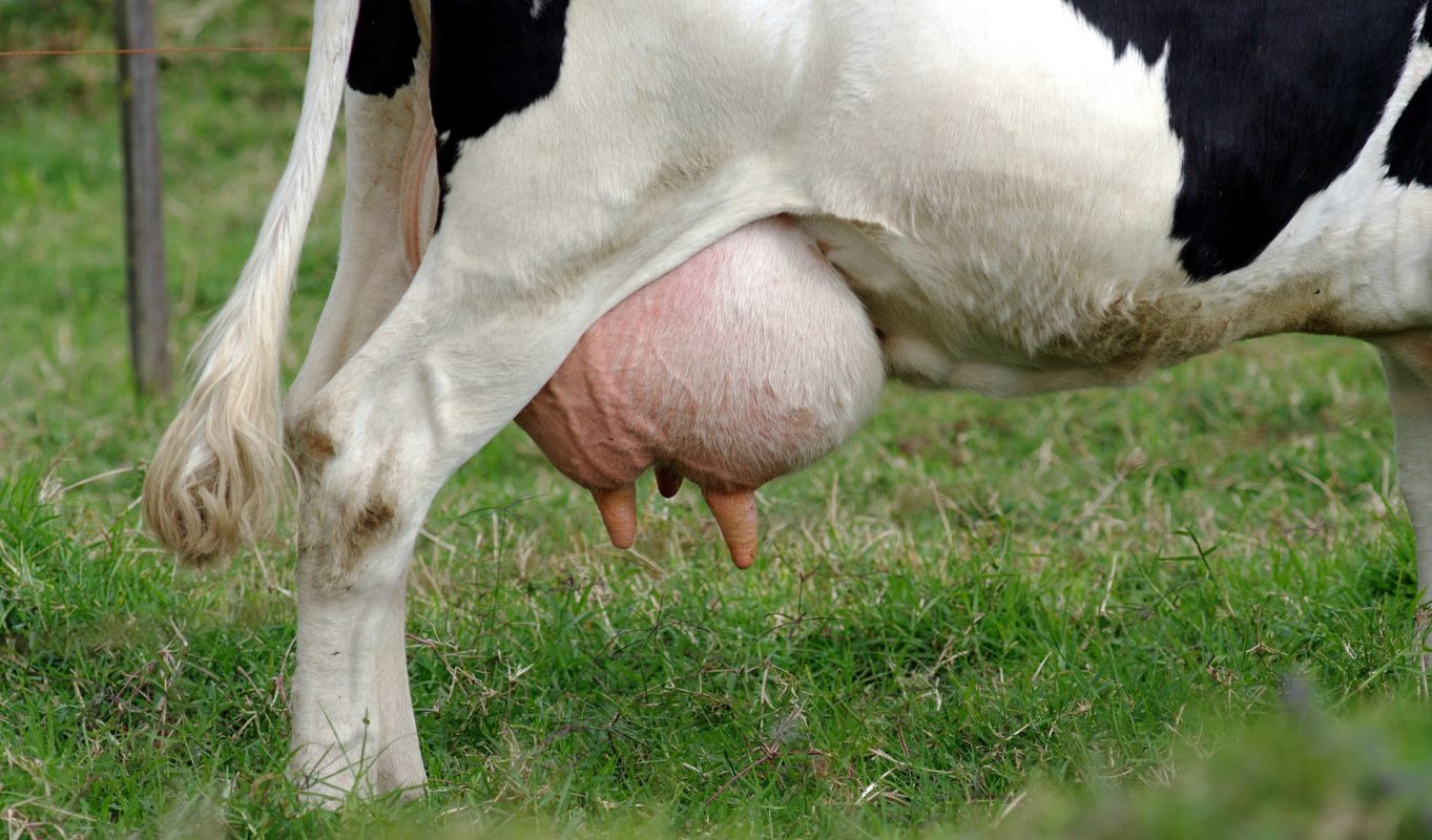 Mastitis Disease in Cows