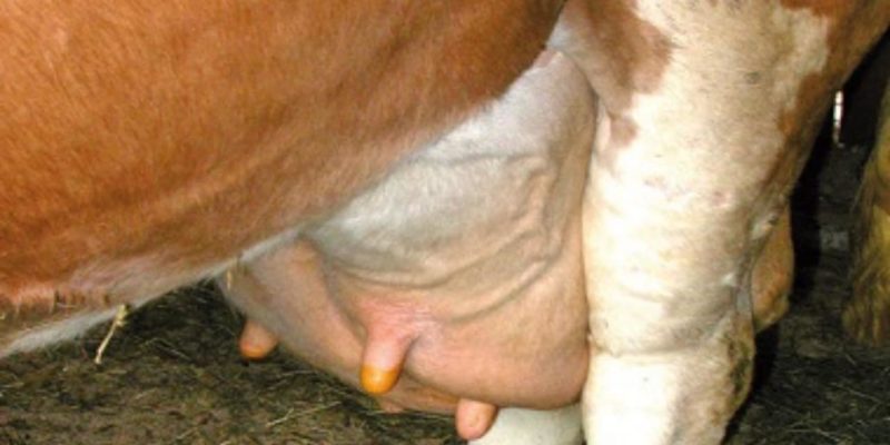 Mastitis Disease in Cows