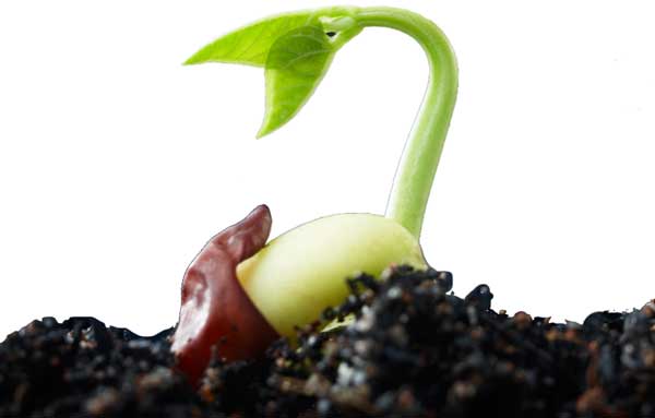 Seed Germination