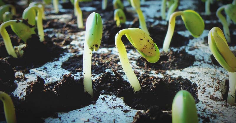 Measuring Seed Germination