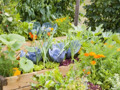 Mixed Vegetables Garden