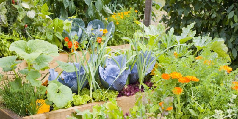 Mixed Vegetables Garden