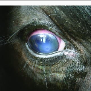 Moraxella Bovis Disease in Cattle