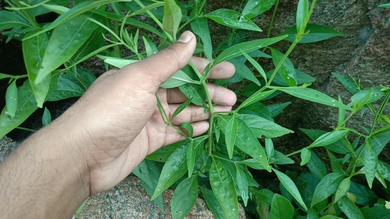 Nela Vemu Cultivation