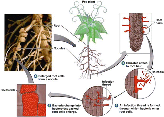 Nitrogen Fixing Biofertilizers