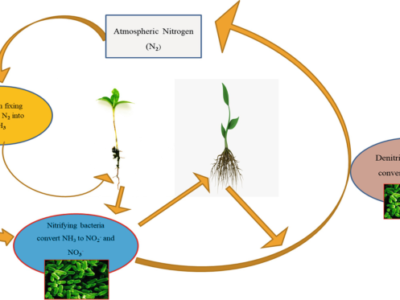 Nitrogen Fixing Biofertilizers