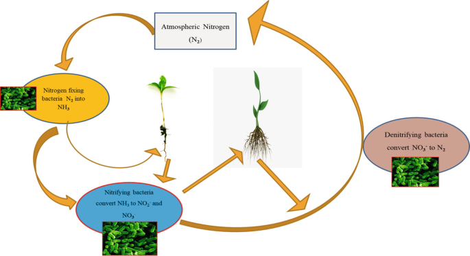 Nitrogen Fixing Biofertilizers