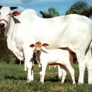  Ongole Cattle