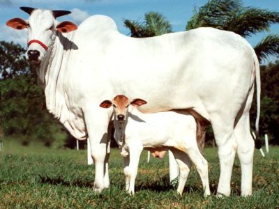  Ongole Cattle
