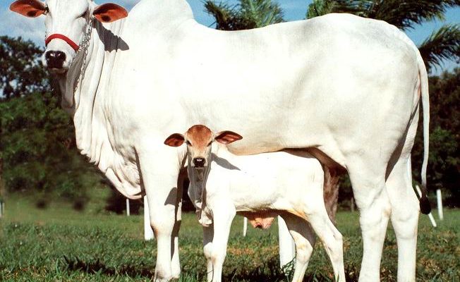  Ongole Cattle