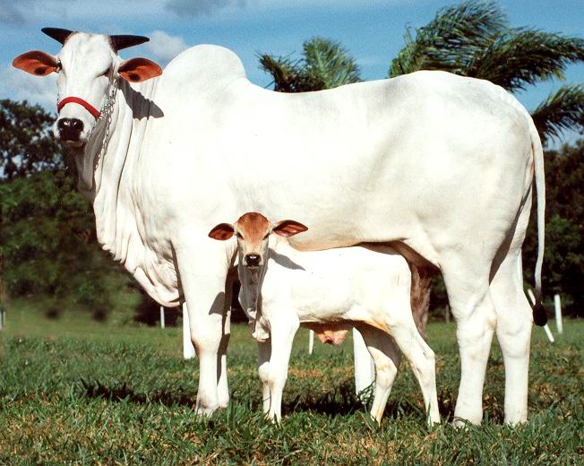  Ongole Cattle