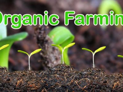 Organic Farming