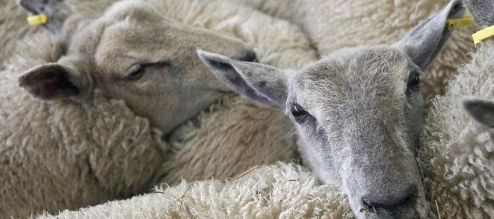 Ovine Encephalitis in Sheep